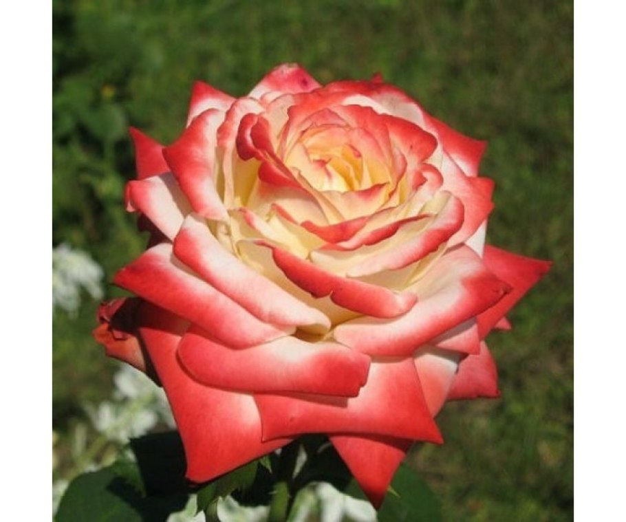 Роза импер фарах