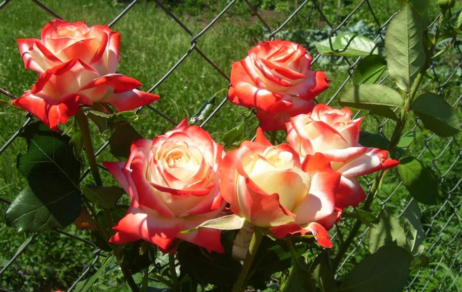 Роза принц фарах