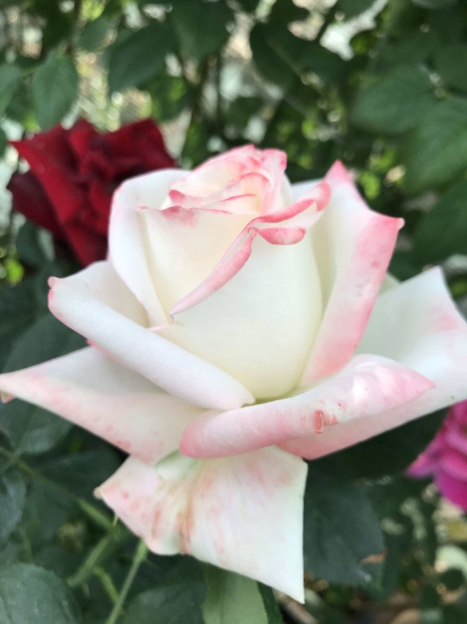 Роза чайно-гибридная Императрица фарах