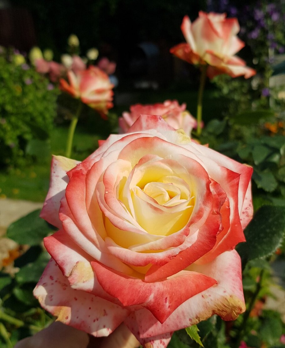 Роза чайно-гибридная Императрица фара