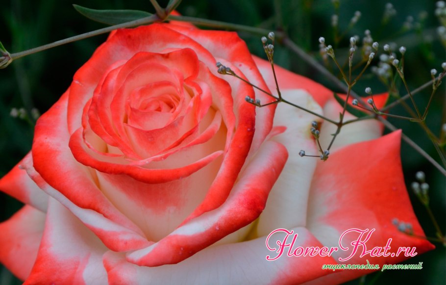 Роза царица фарах