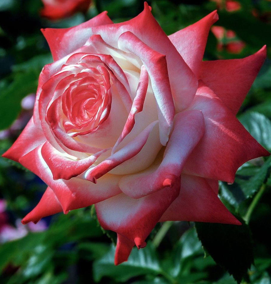 Сорт розы Императрица фарах