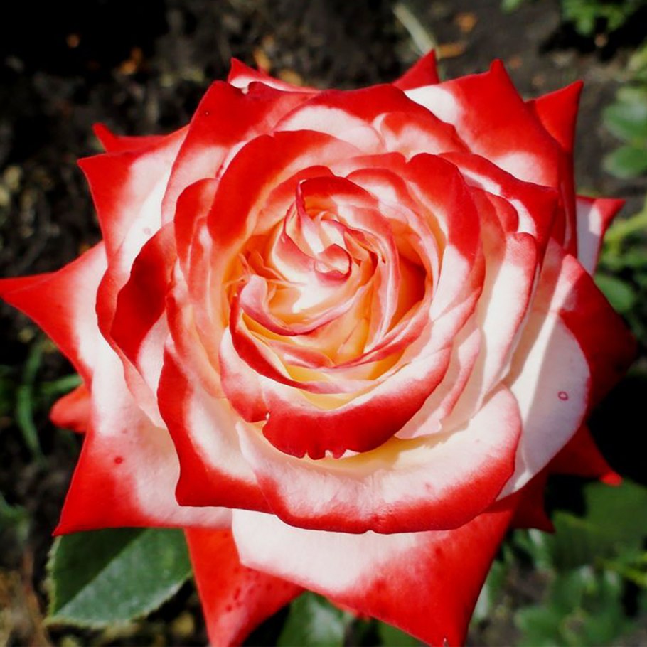 Роза чайно-гибридная биколор "Императрица фарах"