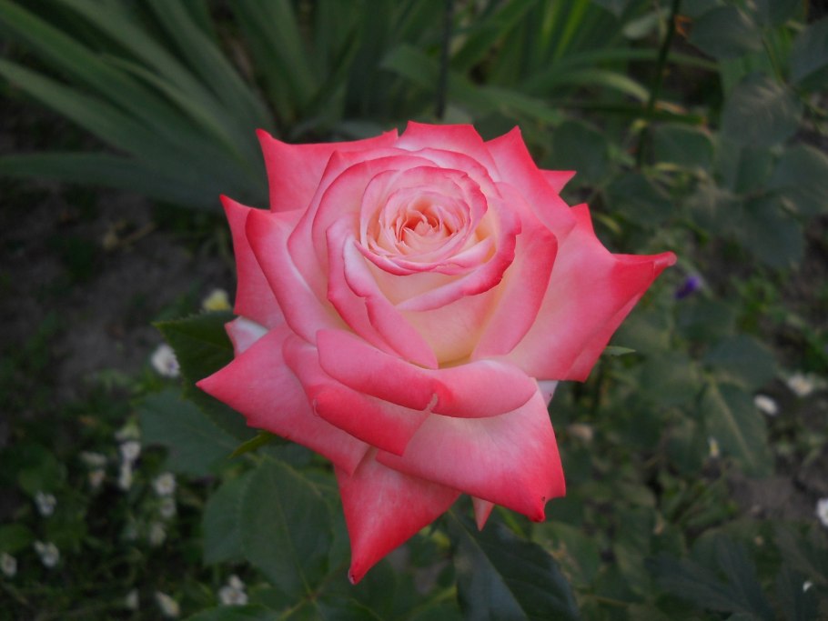 Роза Императрица фарах куст