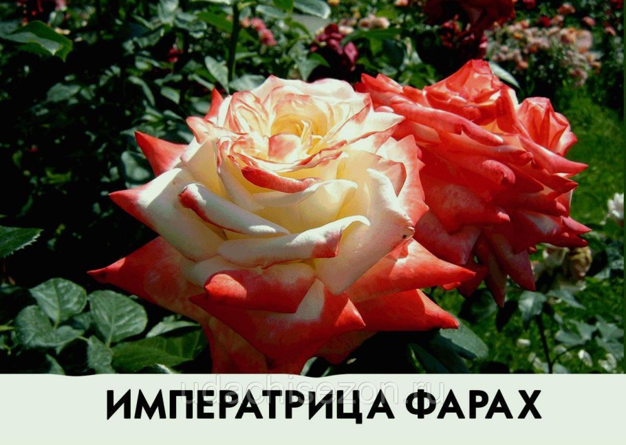 Куст роза Императрица