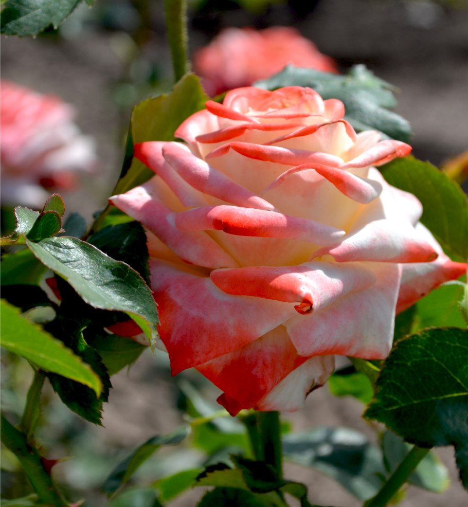 Роза Imperatrice-Farah