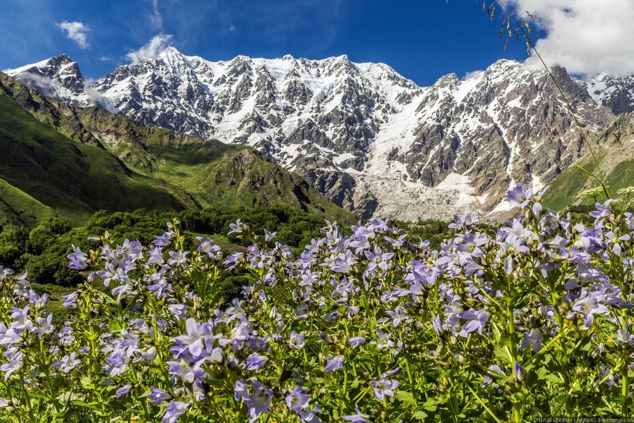 Растения высокогорья Кавказа