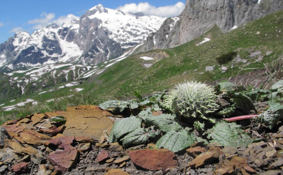 Альпийские Луга Лагонаки