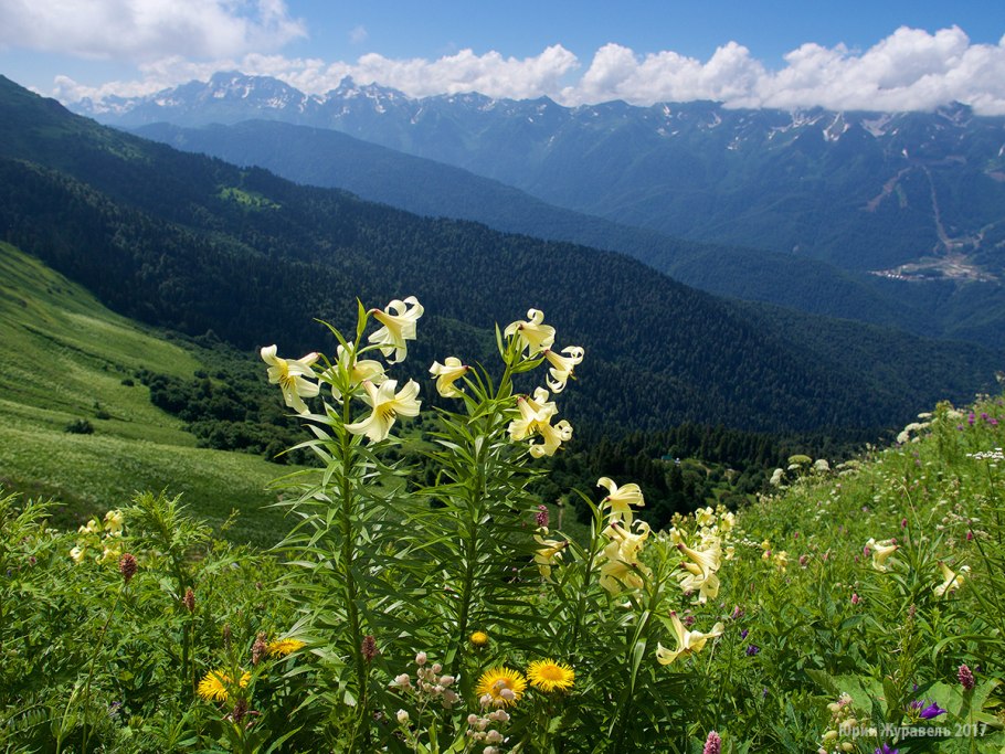 Тебердинский заповедник Альпийские Луга