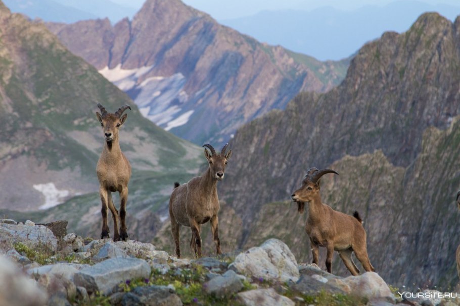 Лилия Кессельринга