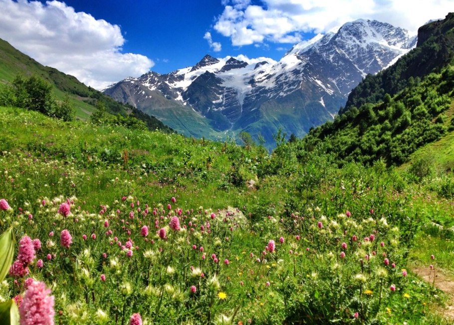 Альпийские Луга Северного Кавказа