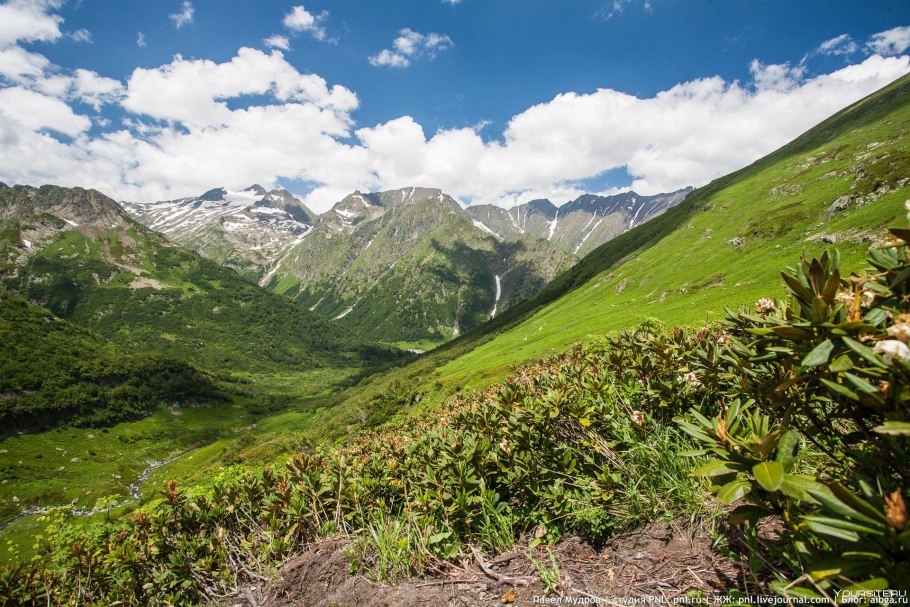 Сочи рододендроны красная Поляна