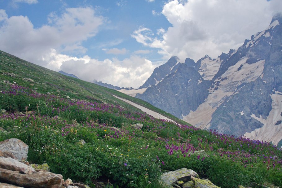 Растительный мир высокогорного Дагестана