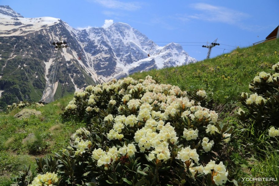 Альпийские Луга Северного Кавказа