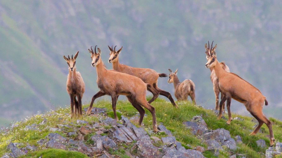 Альпийские Луга Абхазии, Пыв