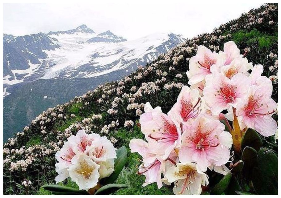 Альпийские Луга Кавказа . Эдельвейс