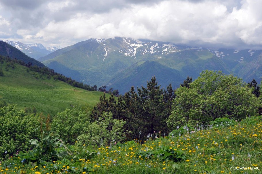 Кавказский биосферный заповедник Флора