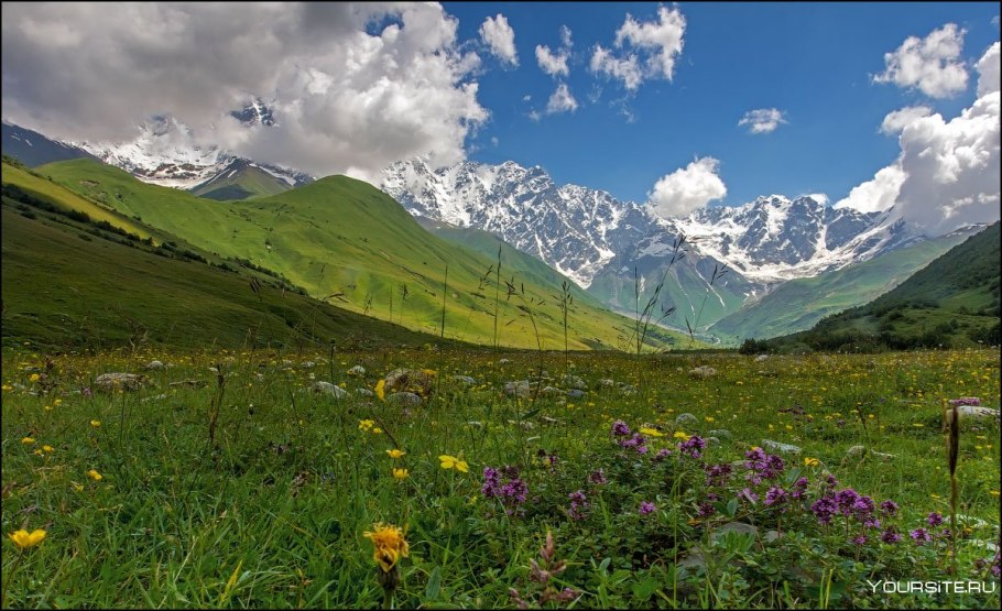 Альпийские высокогорные Луга Кавказ