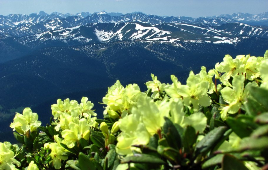 Цветение рододендрона Лаго Наки