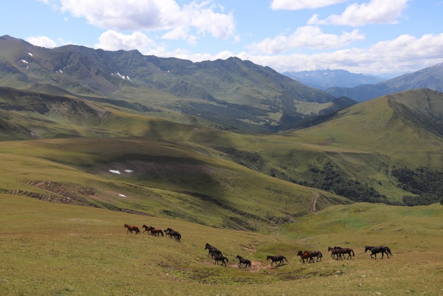Кавказский биосферный заповедник фауна