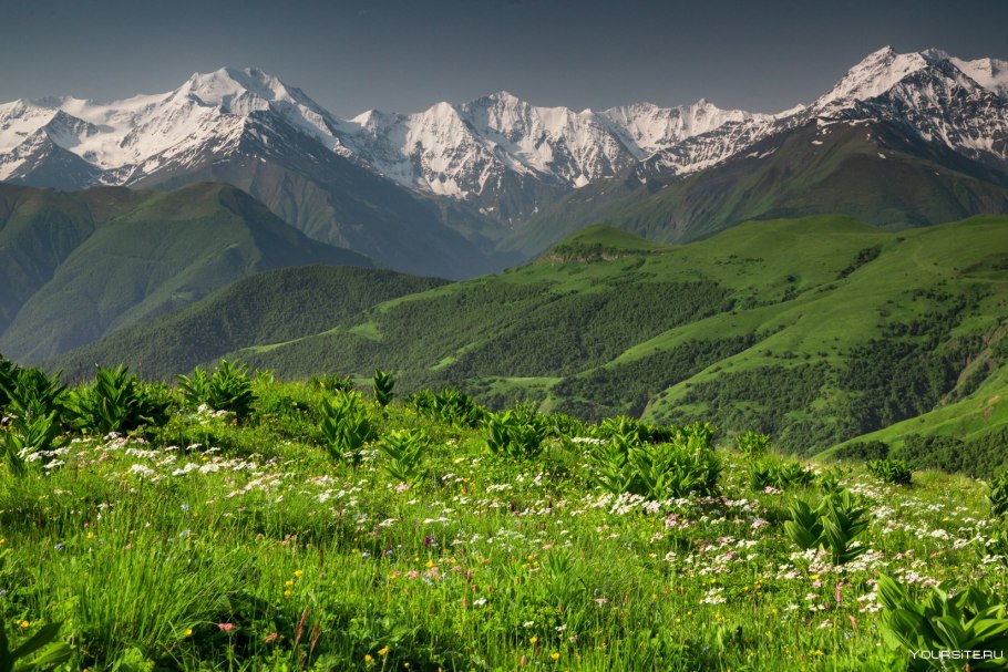 Рододендрон Эльбрус