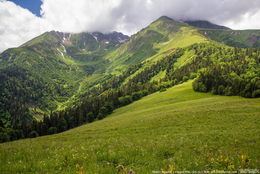 Рододендрон Эдельвейс