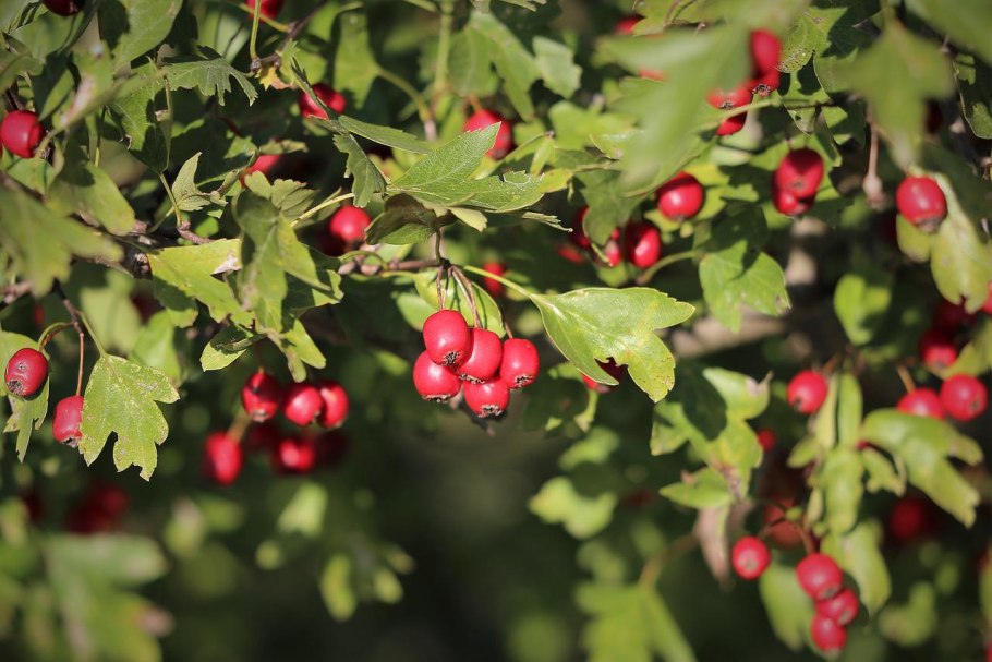 Голубика Торо