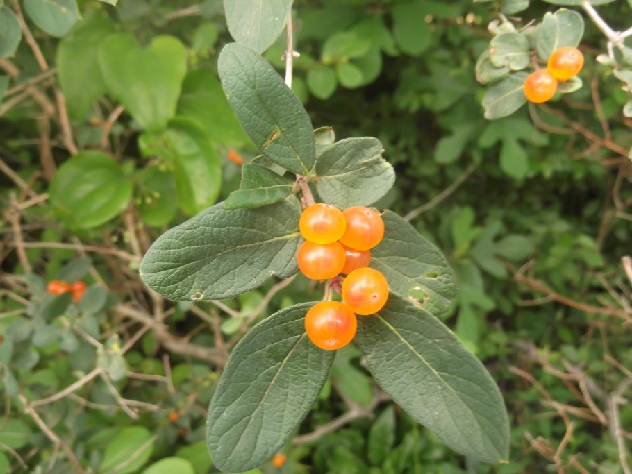 Волчья ягода оранжевая ягода