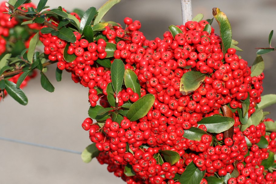 Боярышник Арнольда Crataegus arnoldiana