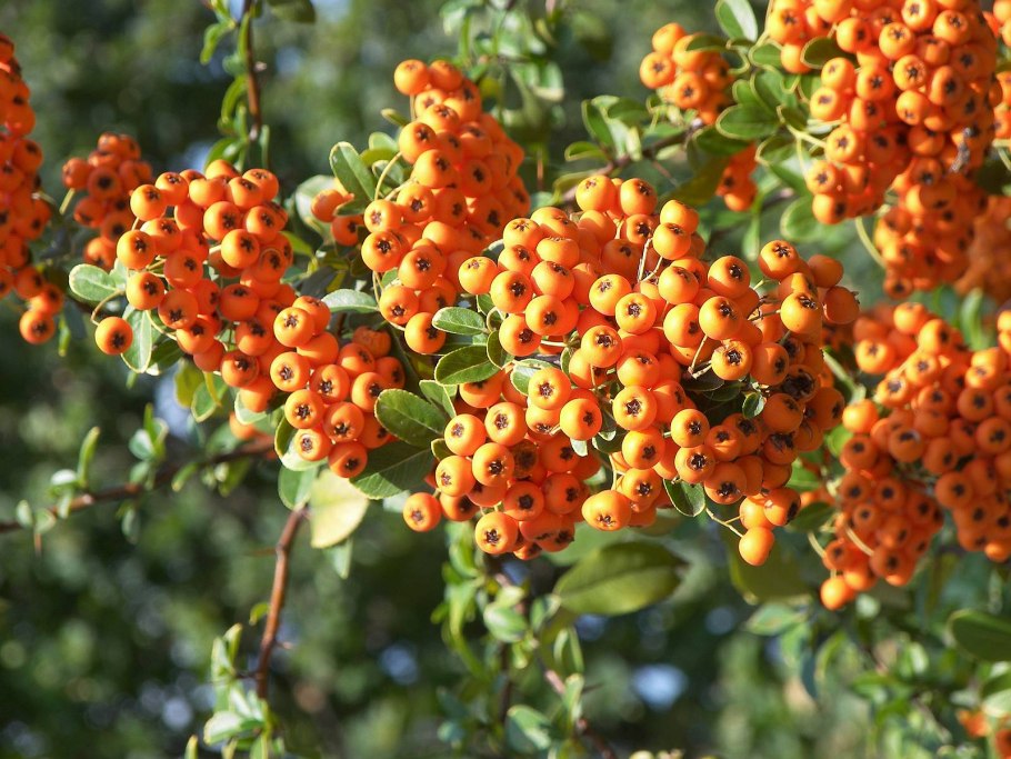 Пираканта ред коммун