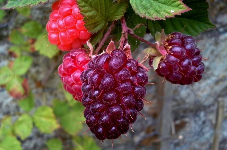 Дерево с красными ягодами похожими на шиповник