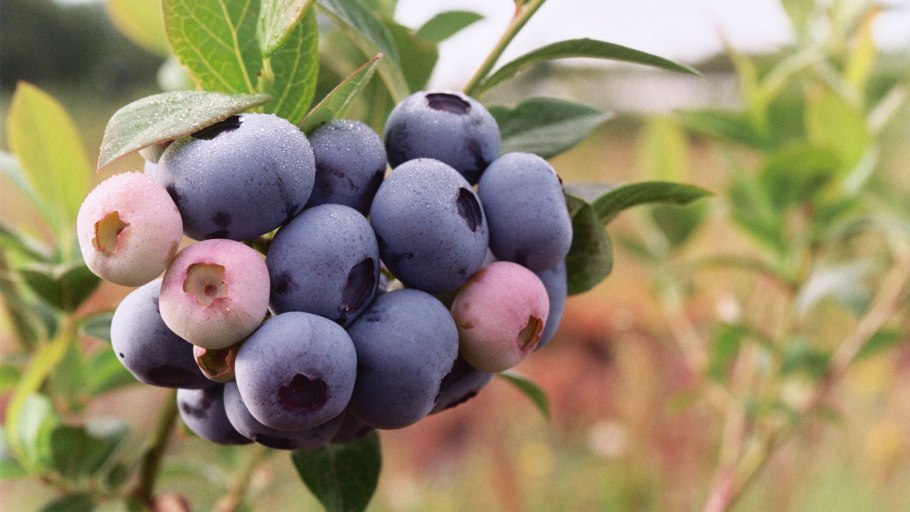 Малина ремонтантная сорт Геракл