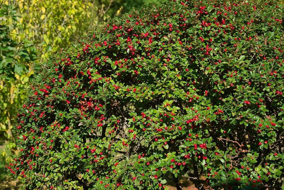 Кизильник (Cotoneaster)