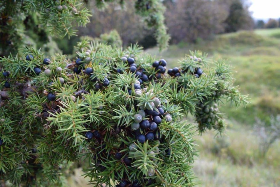 Кизильник казацкий