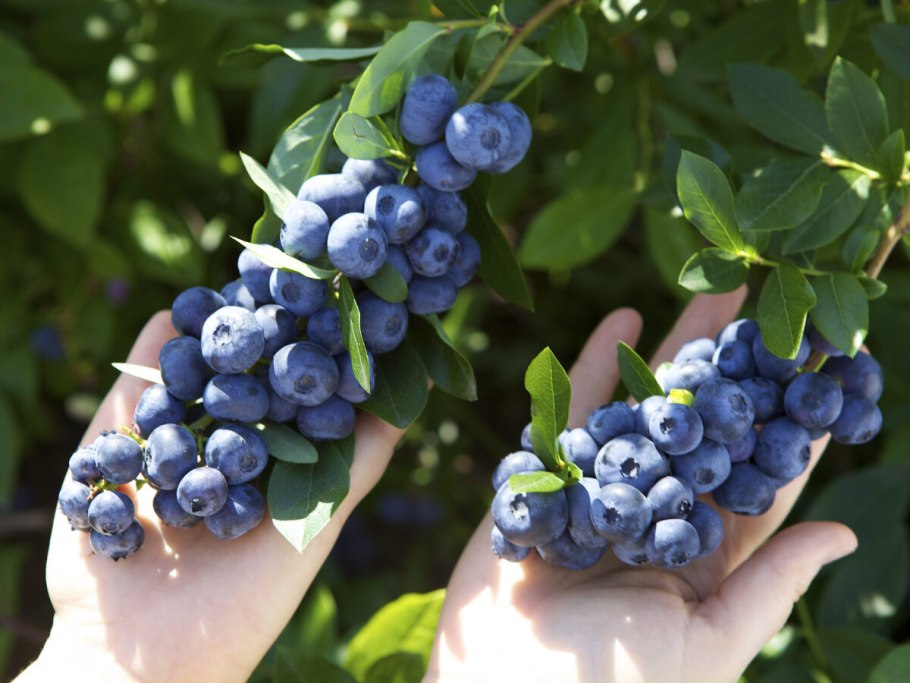 Ирга канадская Тиссен