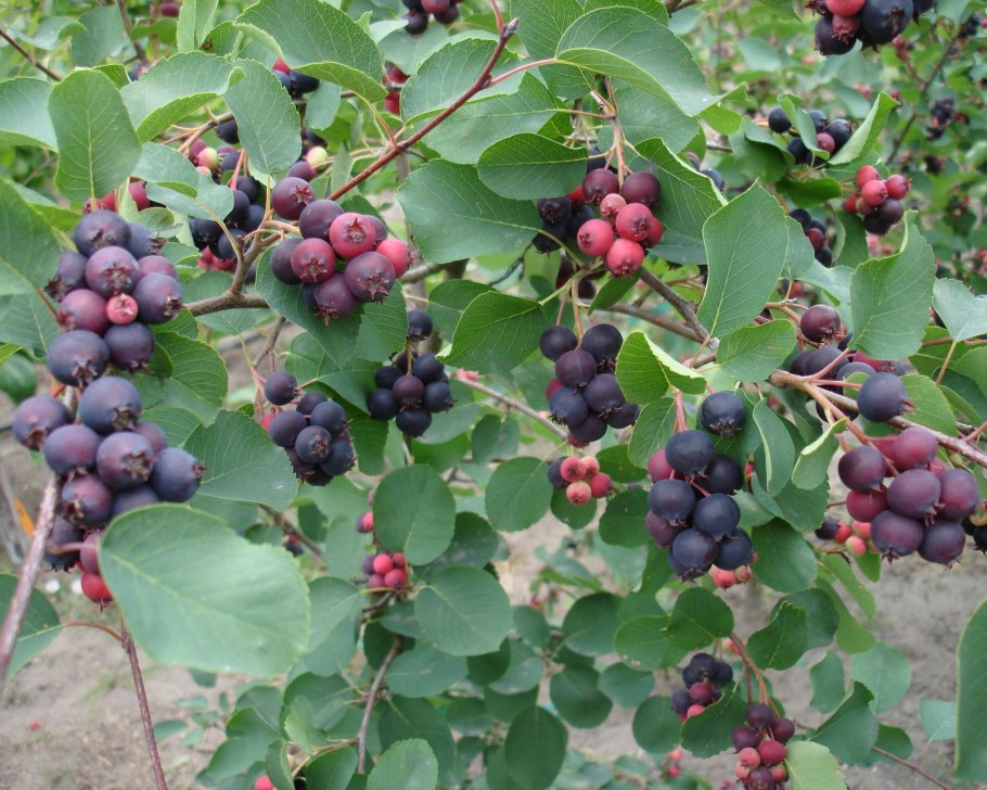 Ягодный кустарник Гойя