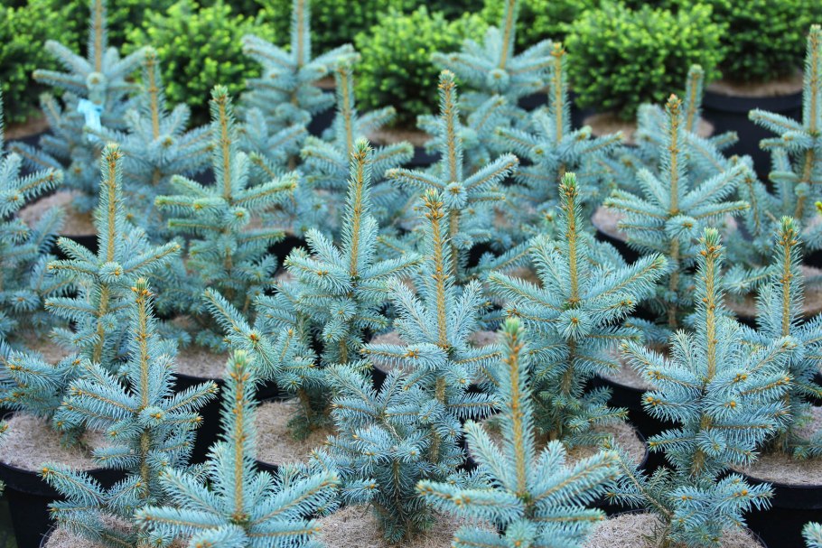 Ель колючая Filip's Blue Compact