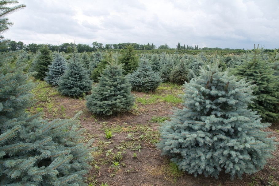 Ель колючая Глаука