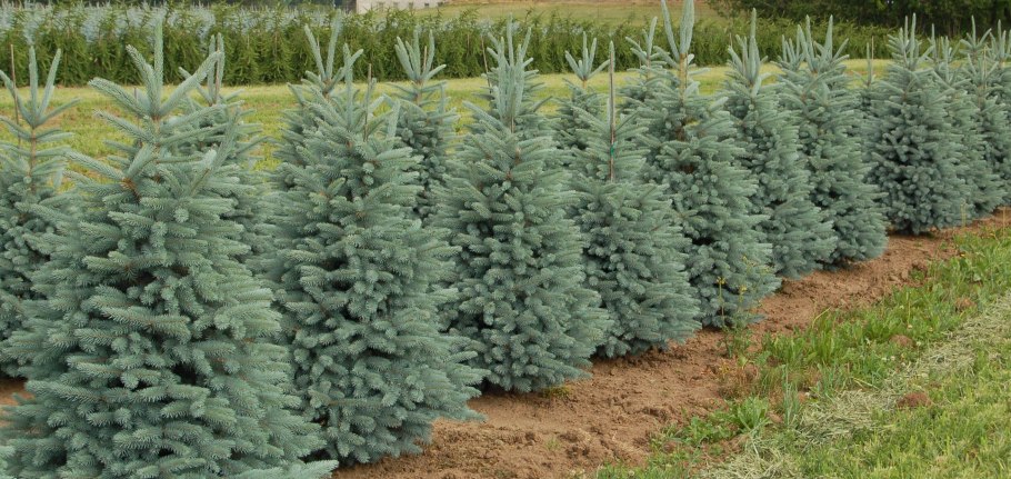 Ель пирамидальная голубая