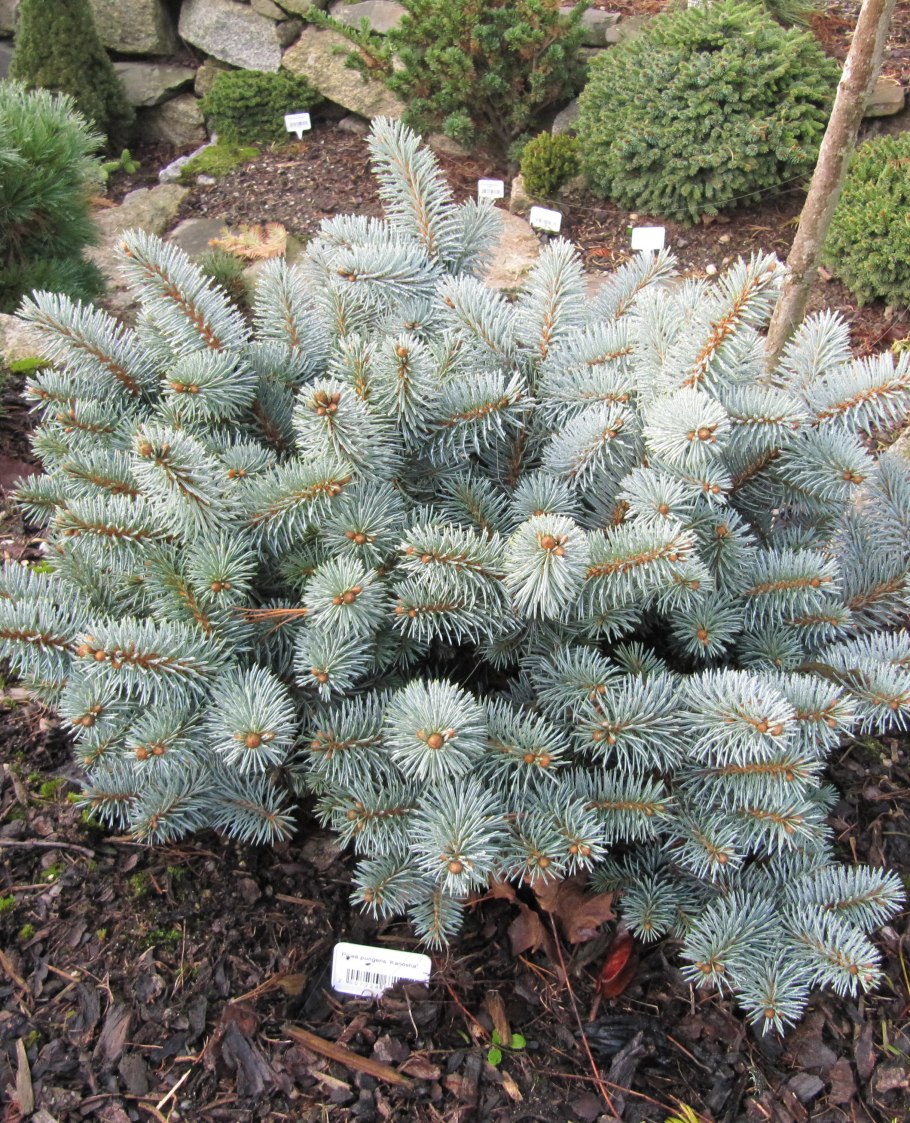 Ель Picea pungens