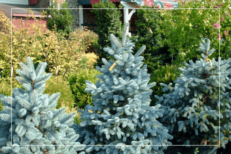 Ель колючая Беби Блю