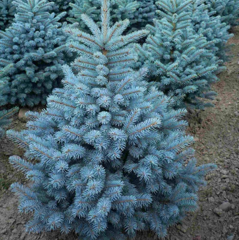 Ель колючая Блю Маунтин