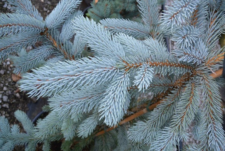 Ель колючая Picea pungens