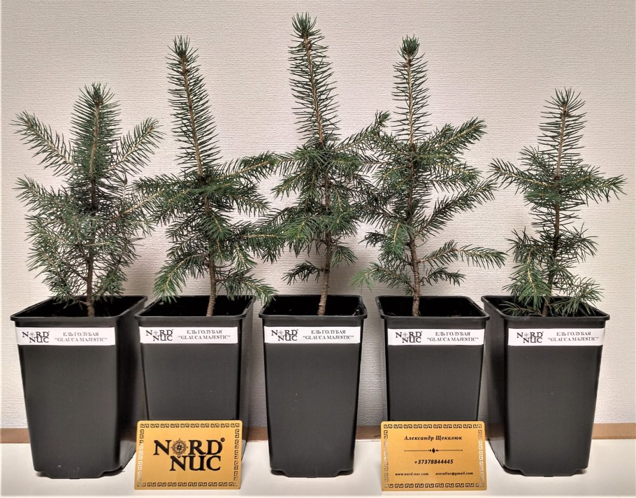 Ель колючая Глаука Маджестик