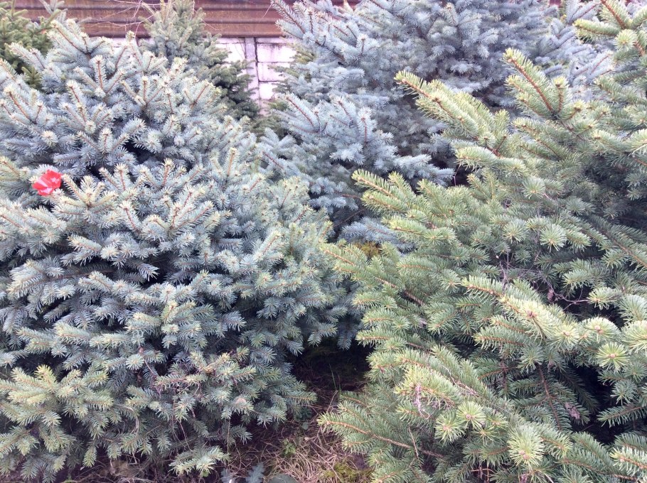 Ель колючая Блю Тотем