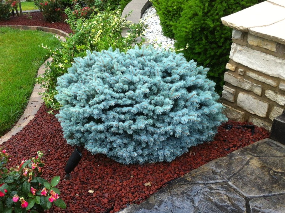 Ель Блю Глоб