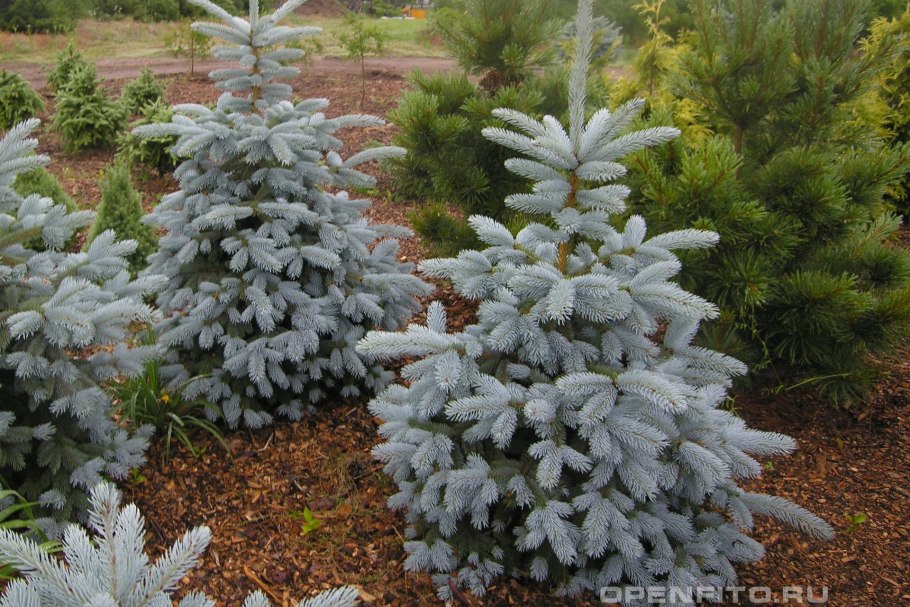 Мисти Блю ель голубая