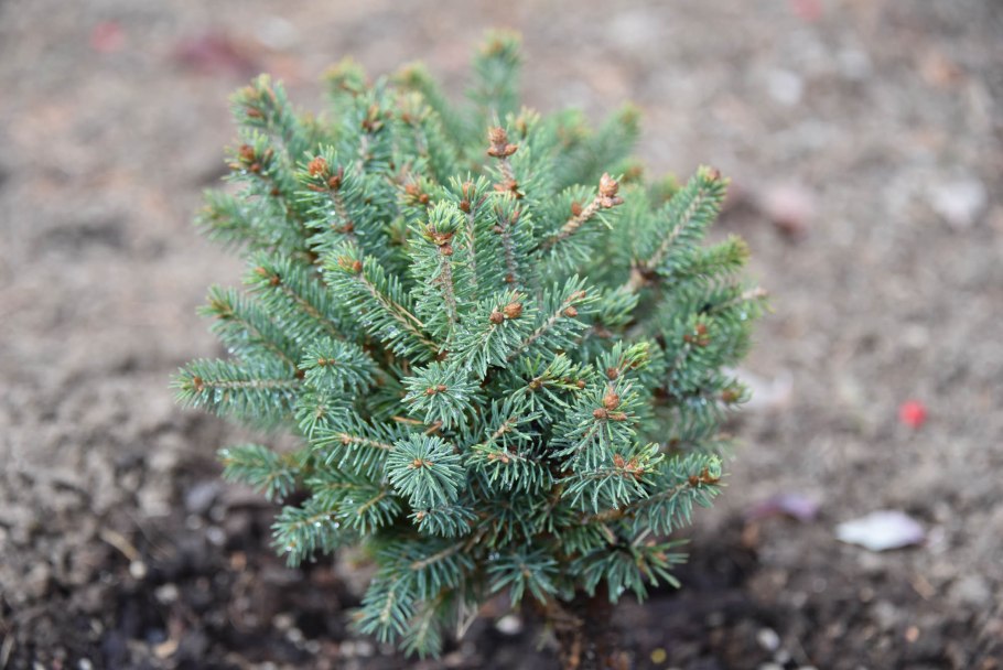 Picea glauca шишки