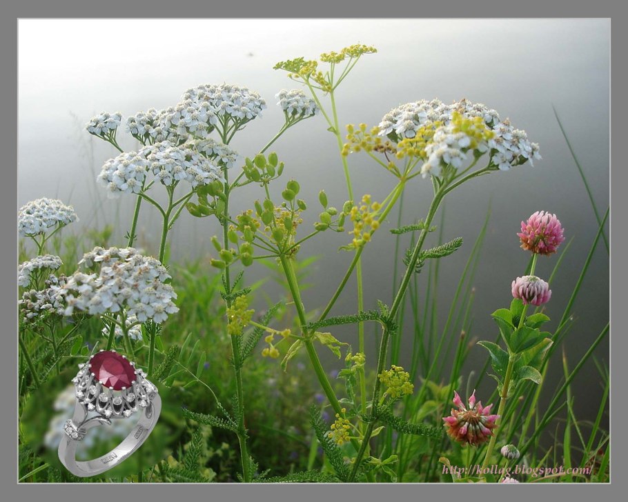 Клевер тысячелистник