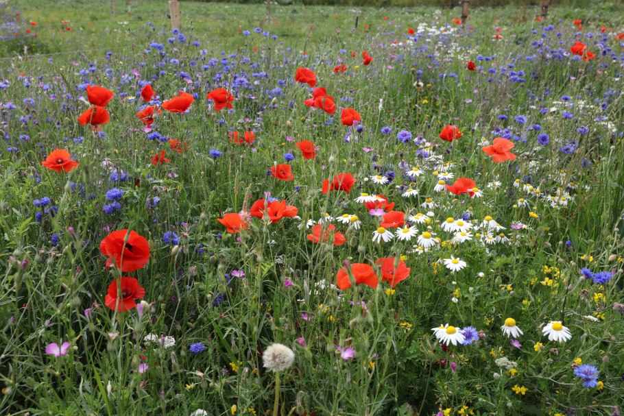 Полевые луговые цветы Алтая